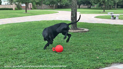 Athletic Great Dane loves to play fetch