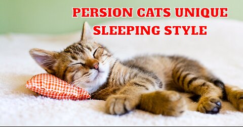 American Cats Unique Sleeping Style 😴 | VibesOfAnimls