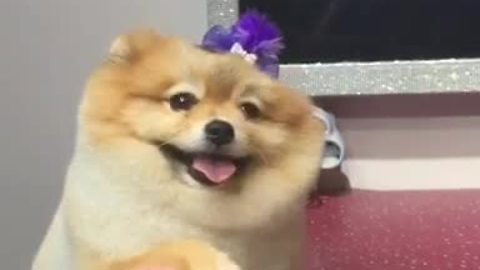 Adorable Pomeranian gets totally pampered