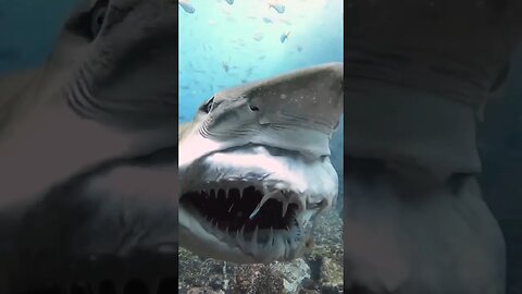 Amazing shark close up. Horrifying or beautiful? #shorts #short #trending #shortsvideo