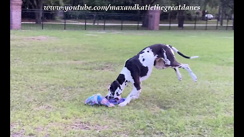 Funny Great Dane Swipes Package And Takes Off Galloping