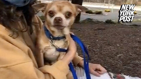 Family's brutally honest adoption ad for 'demonic' dog makes pup an internet sensation