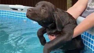 Cachorro nada em piscina de forma hilária