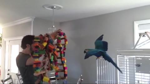 A Macaw Bird Gets Excited And Screams Like A Child