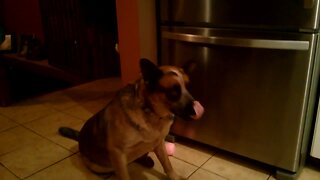 Dog Confused by Piece of Popcorn on his Nose