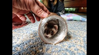 Ferrets first day at forever home