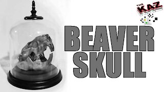 Beaver Skull