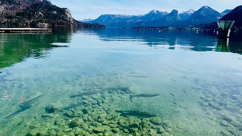 Fish in Chrystal Clear Water at Wolfgang See