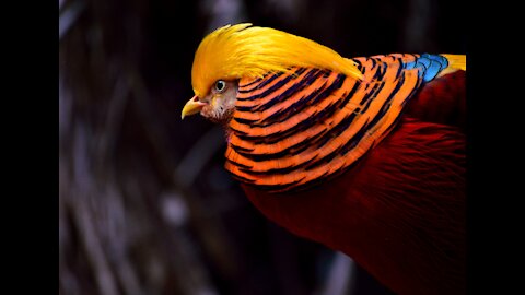Enjoy Very Rare Golden Pheasant || One of The Most Beautiful Birds!!