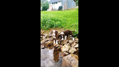 ABCA Border Collie puppies eat breakfast, play, sleep