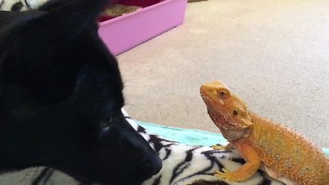 Bearded dragon shares special friendship with puppy