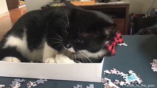 Cat "helps" owner with 1,000 piece jigsaw puzzle