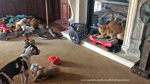 Great Dane Puppy is Fascinated With Scratching Cat