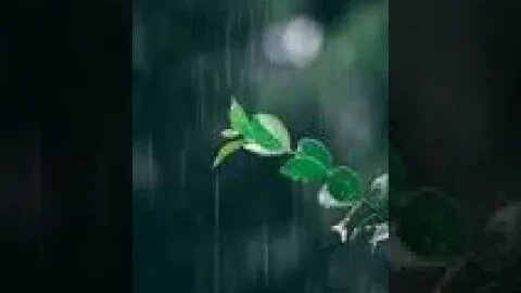 Rain Sound | Calm Rain | Rain for Sleep, Study