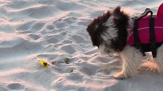 Cute little puppy thinks flower is a chew toy