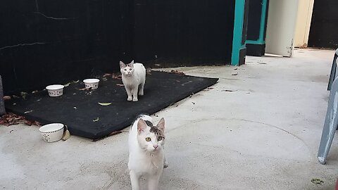 Sister cats waiting for a meal while squirming.