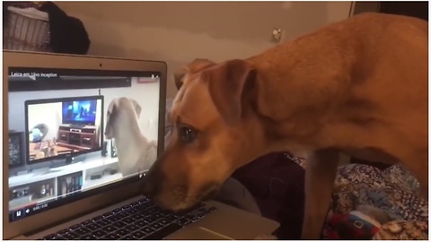 Dog Howls To Video Of Dogs Howling To Videos