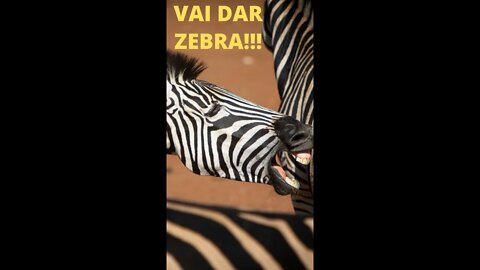 Zebras Lutando! #shorts
