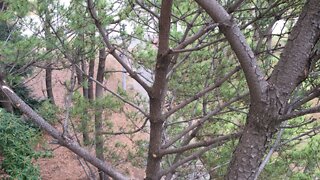 Looking from the top of tree climbing