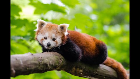 😍Most Adorable Red Panda - CUTEST Compilation 😍