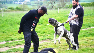 Bandit - The 130lb Mastiff/Great Dane Bandog | BIG DOGZ