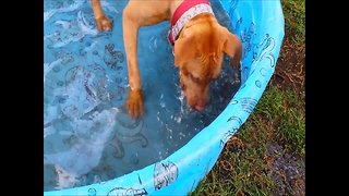 Silly Dog can't Figure out Water