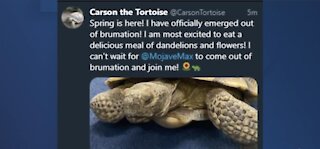 Carson the Tortoise emerges from brumation, Mojave Max still snoozing