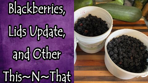 Blackberries, Lids Update, and Other This~N~That