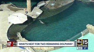 What will it take to move dolphins from Dolphinaris?