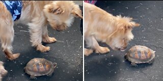 Yorkies Dont Know what a Tortoise is
