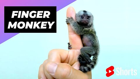 Finger Monkey - Pygmy Marmoset 🐒 The Smallest Primates In The World #shorts