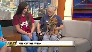 Pets of the Week - Cagney and Lacey