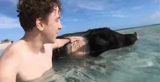 Porquinhos dão as boas vindas a turistas nas Bahamas