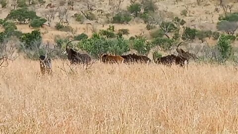 Rare sighting of a Sable Antelope / Kruger National Park