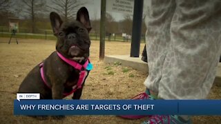 Why thieves are targeting French Bulldogs