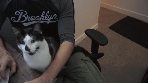 A day in the life of every cat owner who works from home