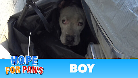 Fireworks almost caused a disaster, but then Hope For Paws was called and everything changed!