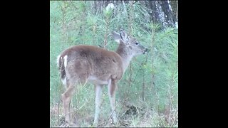 Deer in the forest