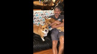 Jealous Corgis Hilariously Battle For Human's Affection