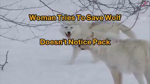 Woman Tries To Save Wolf, Doesn’t Notice Pack 2