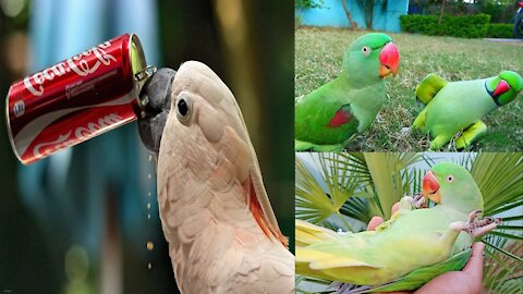 Parrots funny video pet