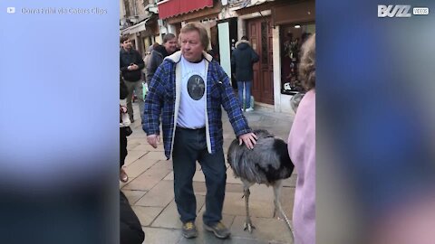 Turistas multados por passearem avestruzes em Veneza
