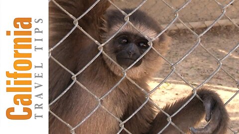 Gibbon Conservation Center - Santa Clarita | California Travel Tips