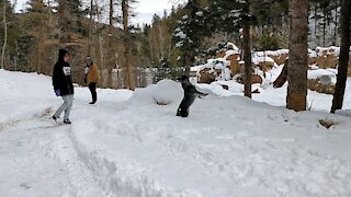 Cute Cattle Dog Wants to Play in the Snow