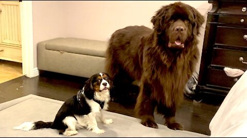 Newfie helps manage mischievous Cavalier puppy