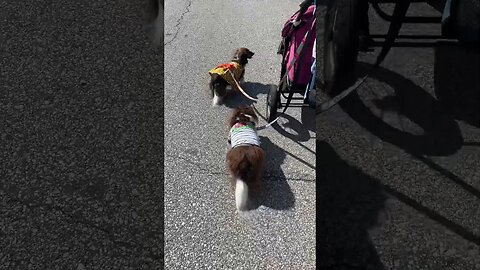 Doggies Waddle