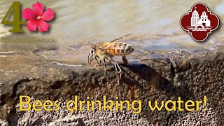 Bees Drinking Water - @ San Antonio Botanical Gardens, 2021