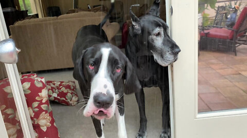 Funny Great Danes Chat About Leaving The Wet Cat Out In The Rain