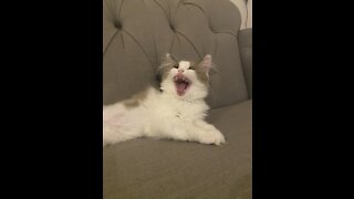 Ragdoll Kittens First Yawn