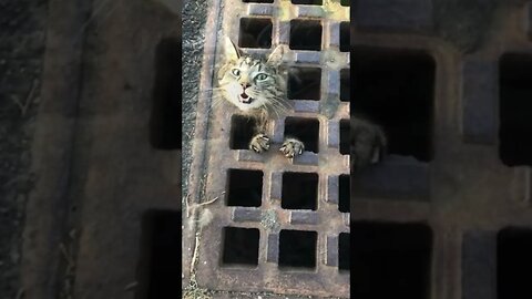 Watch Massachusetts cat gets head stuck in iron storm drain cover #shorts